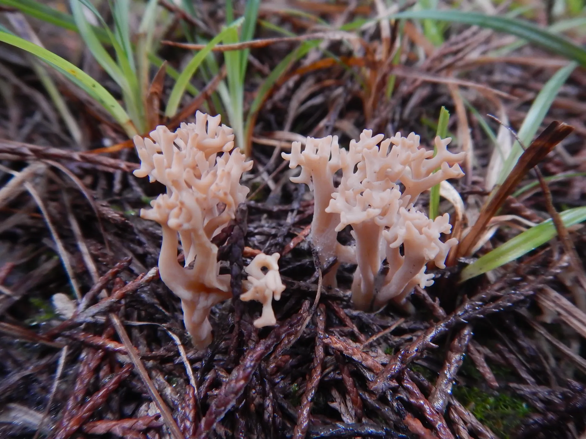 Clavulinopsis umbrinella, 23-12-19 (2)